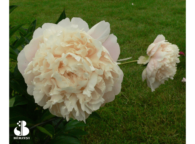 Paeonia   'Summer Glow'